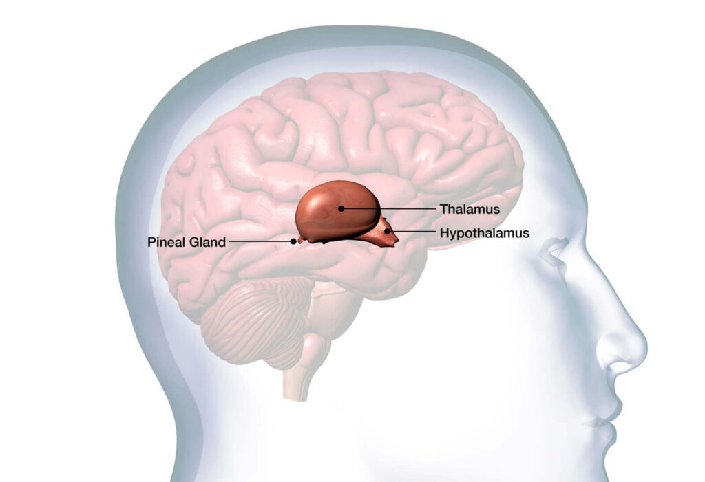 pineal gland